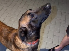 Belgian Shepherd Dog (Malinois) – Tibo – Oakland Park