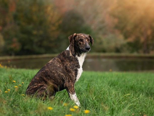 Mixed Breed – Friendly Mixed Breed Dog for Adoption – 2 Years 9 Months Old in Millerton – Millerton