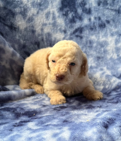 Golden Retriever – F2b golden doodle pups