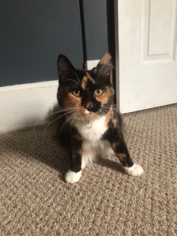 young cat in need of a good home