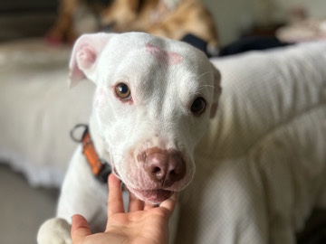 American Pit Bull Terrier – 🐾 Meet Buzz – Looking for His Forever Home ❤️ – Greenwood
