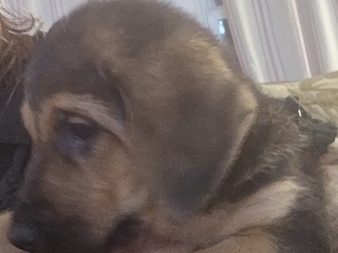 Mixed Breed – German Shepard mix puppies – Fleetwood