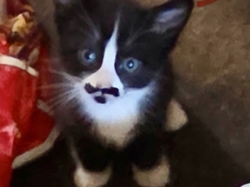 Aegean – The Little Musketeer (Female) – Bremerton