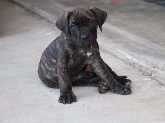 Perro de Presa Canario – Presa Canario 8weeks(ears included) – Lemoore