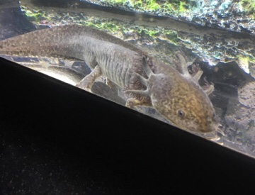 Axolotls