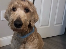 Goldendoodle – Standard GoldenDoodle Stud Services – Richmond