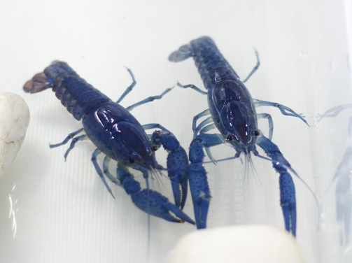 Electric Blue Crayfish