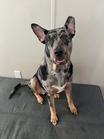 Catahoula Cur – Catahoula leopard mix