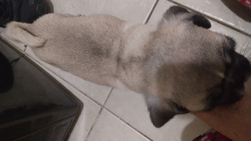 Pug – selling pug