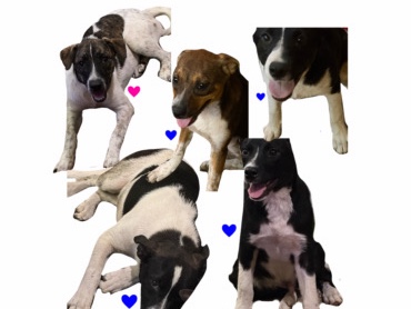 5 puppies need gone ASAP – San Antonio