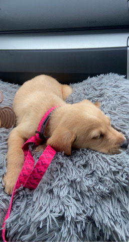 Labrador Retriever – lab puppy