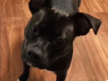 American Pit Bull Terrier – pitbull mix – Morgan Hill
