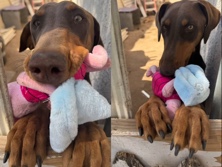 Doberman Pinscher – doberman for sale – Moreno Valley