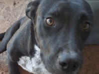 Mixed Breed – Cici 🐕 – El Paso