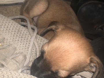 Miniature Pinscher – cute mini pinchers mixed with kokoni – Littlerock