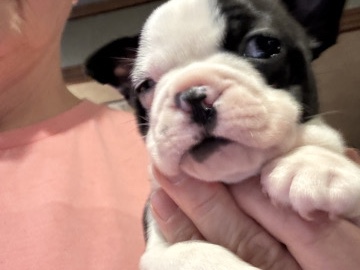 Boston terrier puppies