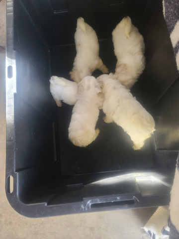 Maltese – poodle mix with Maltese