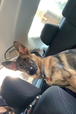 German Shepherd – theto