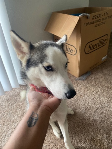 Female Husky