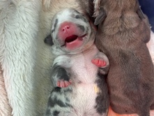 Exotic american Pocket Bully Puppies. Haka blood – Rochdale