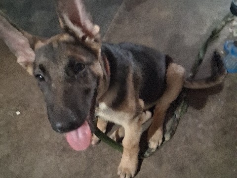 German Shepherd – German shepherd – Mesa