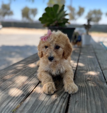 Poodle – standard poodles