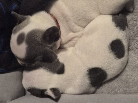 French Bulldog – Rehoming baby Frenchies – Windsor