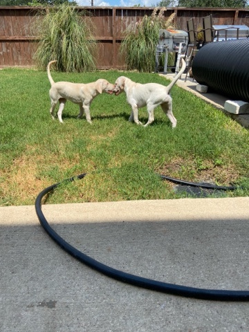 Akc Labrador
