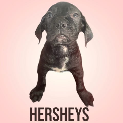 Cane Corso – Cane Corso/Presa Canario Mixed Pup - Hersheys