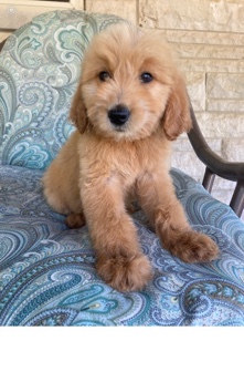 Poodle – Goldendoodle