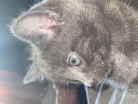 Kittens – Tring