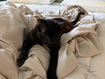 Sweet Blind Cat Looking for a Loving Home – Houston