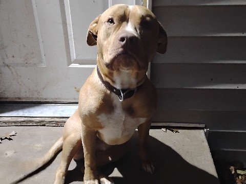 American Pit Bull Terrier – Auto – Republic