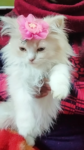 Persian (Modern) – Persian Cat for sale