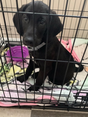 Russian Blue – selling puppy