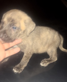 meet blue