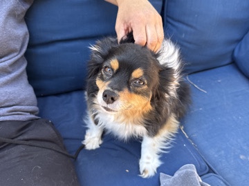 Miniature Australian Shepherd – Rehome Mini Aussie – Colorado Springs