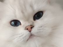 British Longhair – secereli Scotish straight dişi. Bursa – Nilüfer