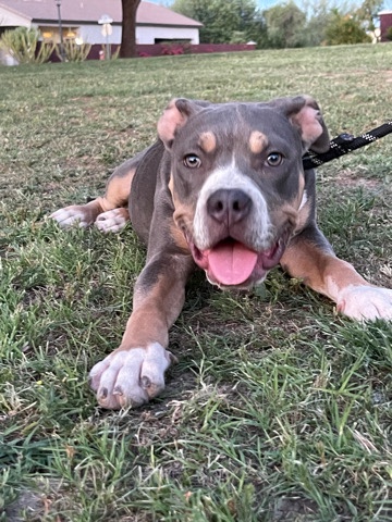 American Bulldog – Xl american bullies