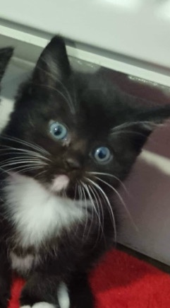 Ragdoll – Ragdoll Kitten (mix breed) Female - Black & White