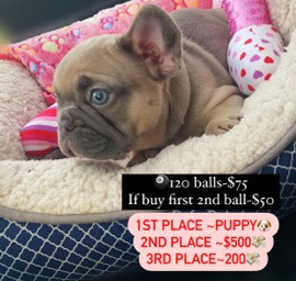 French Bulldog – frenchie raffle