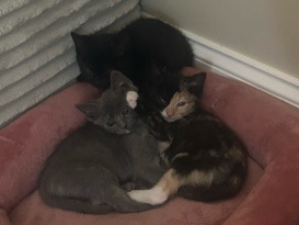 Others - Sweet & Outgoing Kitties available for adoption in Gilbert