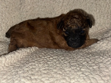 Poodle – mini poodle puppies – Summerfield