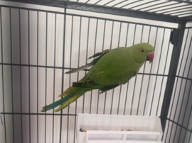 Indian Ringneck – Green Indian Ribgneck – Nuneaton