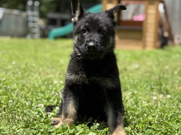 German Shepherd – AKC German Shepherd puppies – Carl Junction