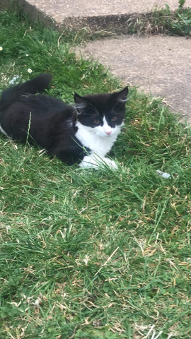 fluffy kittens