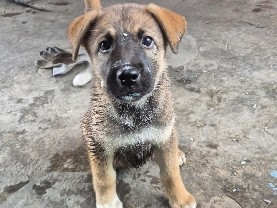 German Shepherd – husky and german mix – Panipat