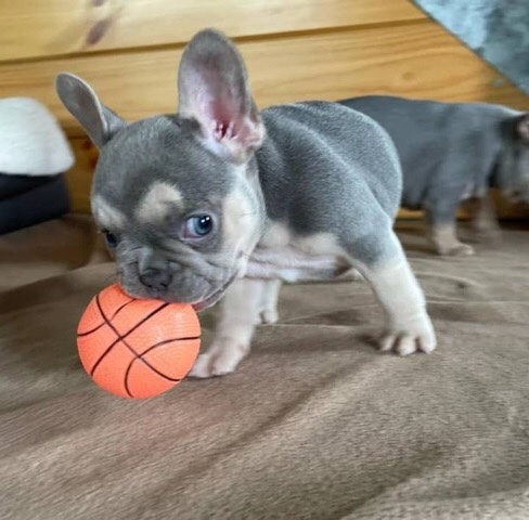 French Bulldog – pups for sale