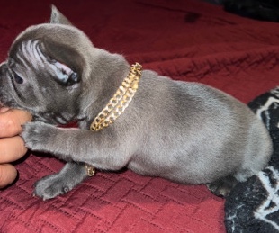 French Bulldog – Frenchie