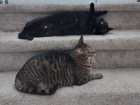 American Shorthair – Two adorable siblings – Madison Heights